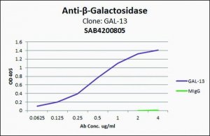 Anti--Galactosidase antibody, Mouse monoclonal 