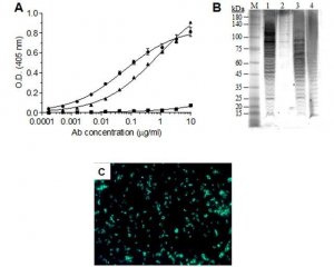 Anti-F. tularensis LPS antibody, Human-rabbit Chimeric monoclonal 