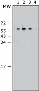 Anti-Proteus vulgaris antibody, Mouse monoclonal 