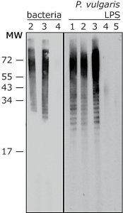 Anti-Proteus vulgaris LPS antibody, Mouse monoclonal 