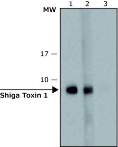 Anti-Shiga Toxin 1, B Subunit (STxB) antibody, Mouse monoclonal SAB4200774-100UL