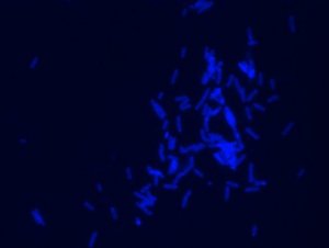 Dansyl labeled polymyxin B Ready Made Solution 