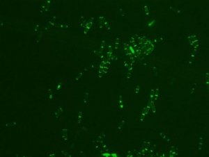 FITC labeled vancomycin 
