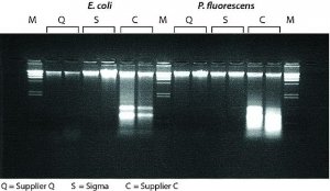 GenElute Bacterial Genomic DNA Kits NA2100-1KT