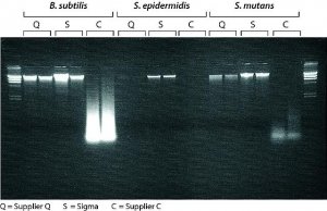 GenElute Bacterial Genomic DNA Kits NA2100-1KT