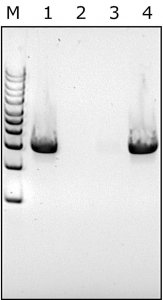 Lysozyme from chicken egg white SAE0152-1G