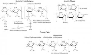 MetaPolyzyme MAC4L-5MG