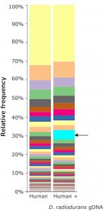 Microbial DNA standard from Deinococcus radiodurans MBD0023-0.3UG