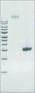 Microbial DNA standard from Enterococcus faecalis MBD0012-0.3UG
