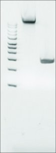 Microbial DNA standard from Porphyromonas gingivalis 