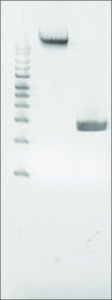 Microbial DNA standard from Proteus mirabilis 