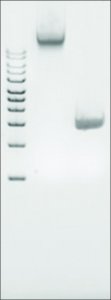 Microbial DNA standard from Proteus vulgaris 