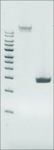 Microbial DNA standard from Pseudomonas Aeruginosa MBD0014-0.3UG