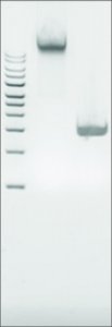 Microbial DNA standard from Salmonella enterica 