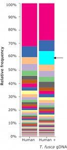 Microbial DNA standard from Thermobifida fusca MBD0024-0.3UG