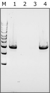 Mutanolysin from Streptomyces globisporus ATCC 21553 
