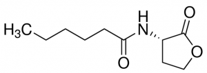 N-Hexanoyl-L-homoserine lactone 
