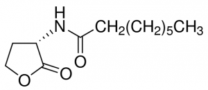 N-Octanoyl-L-homoserine lactone 