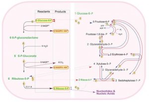 Pentose Phosphate Metabolite Library ML0012-1KT