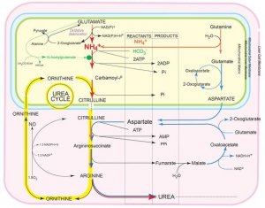 Urea Cycle Metabolite Library ML0011-1KT