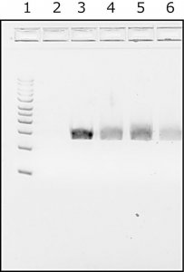 Water,microbial DNA free 