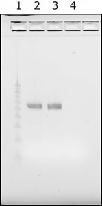 Water,microbial DNA free 