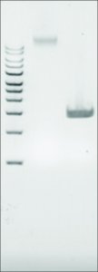 Microbial DNA standard from Escherichia coli MBD0013-0.3UG