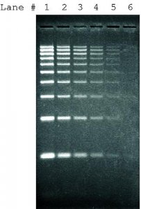 SYBR Green I nucleic acid gel stain 