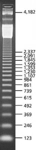 123 bp DNA Ladder 