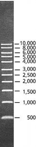DirectLoad 1 kb DNA Ladder 