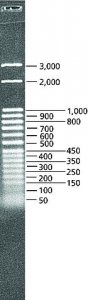 DirectLoad 50 bp DNA Step Ladder 