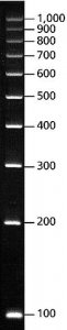 DirectLoad PCR 100 bp Low Ladder 