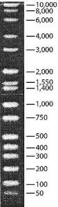 DirectLoad Wide Range DNA Marker 