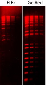 GelRed Nucleic Acid Stain 10000X DMSO SCT122