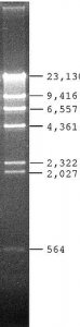 Lambda DNA Hind III Digest 