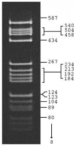 pBR322 Hae III Digest 