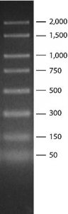 PCR 50 - 2,000 bp Marker P9577-1VL