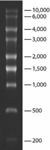 Transcript RNA Markers 0.2-10 kb 
