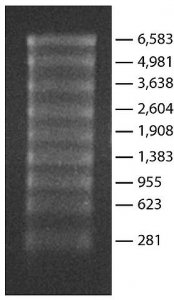 Transcript RNA Markers 0.28-6.6 kb 