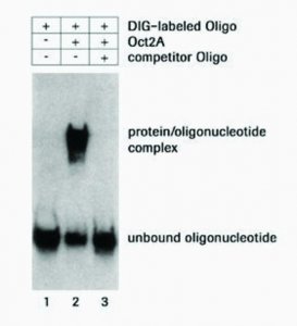 DIG Gel Shift Kit, 2nd generation 3353591910