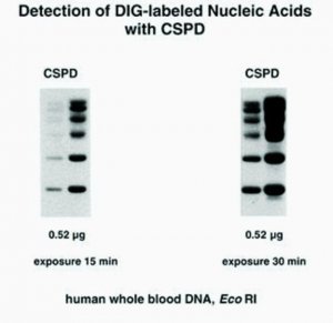 DIG Luminescent Detection Kit 11363514910