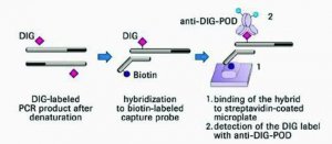 PCR ELISA, DIG-Labeling 11636120910