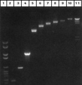 DNA Isolation Kit for Cells and Tissues 11814770001