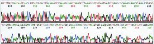 Extract-N-Amp Seed PCR Kit XNAS2-1KT