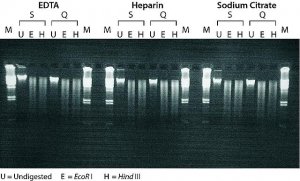 GenElute Blood Genomic DNA Kit NA2010-1KT