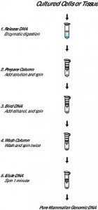 GenElute Mammalian Genomic DNA Miniprep Kits G1N70-1KT