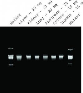 GenElute Mammalian Genomic DNA Miniprep Kits G1N70-1KT