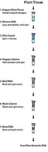 GenElute Plant Genomic DNA Miniprep Kit G2N10-1KT