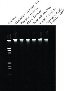 GenElute Plant Genomic DNA Miniprep Kit G2N10-1KT