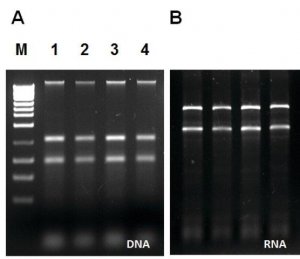 GenElute Water RNA/DNA Purification Kit - 0.45 m RDP100-25RXN